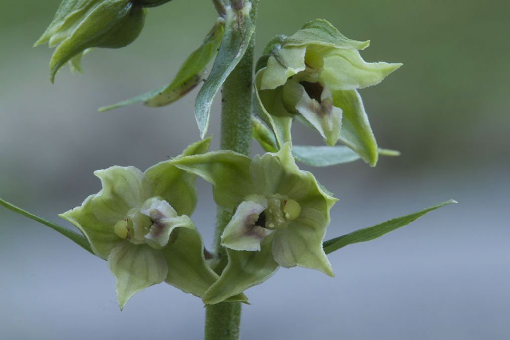 Epipactis helleborine da ID